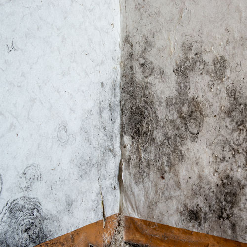 mold mold